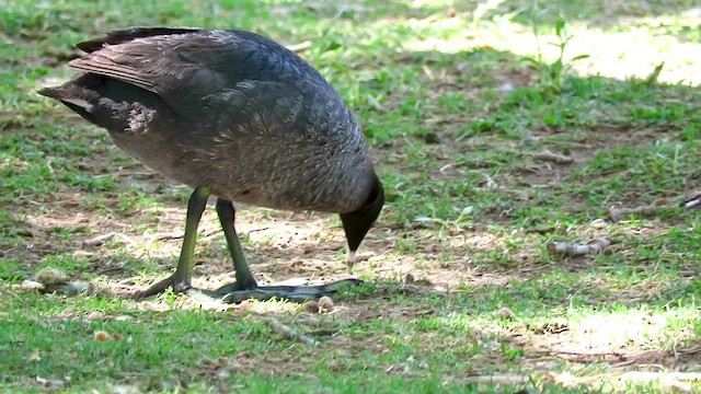 American Coot - ML420784821