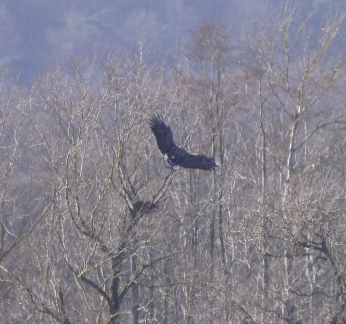 orel mořský - ML420785531