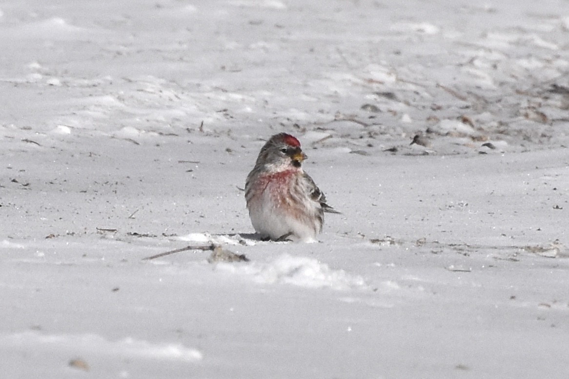 Redpoll (Common) - ML420785791