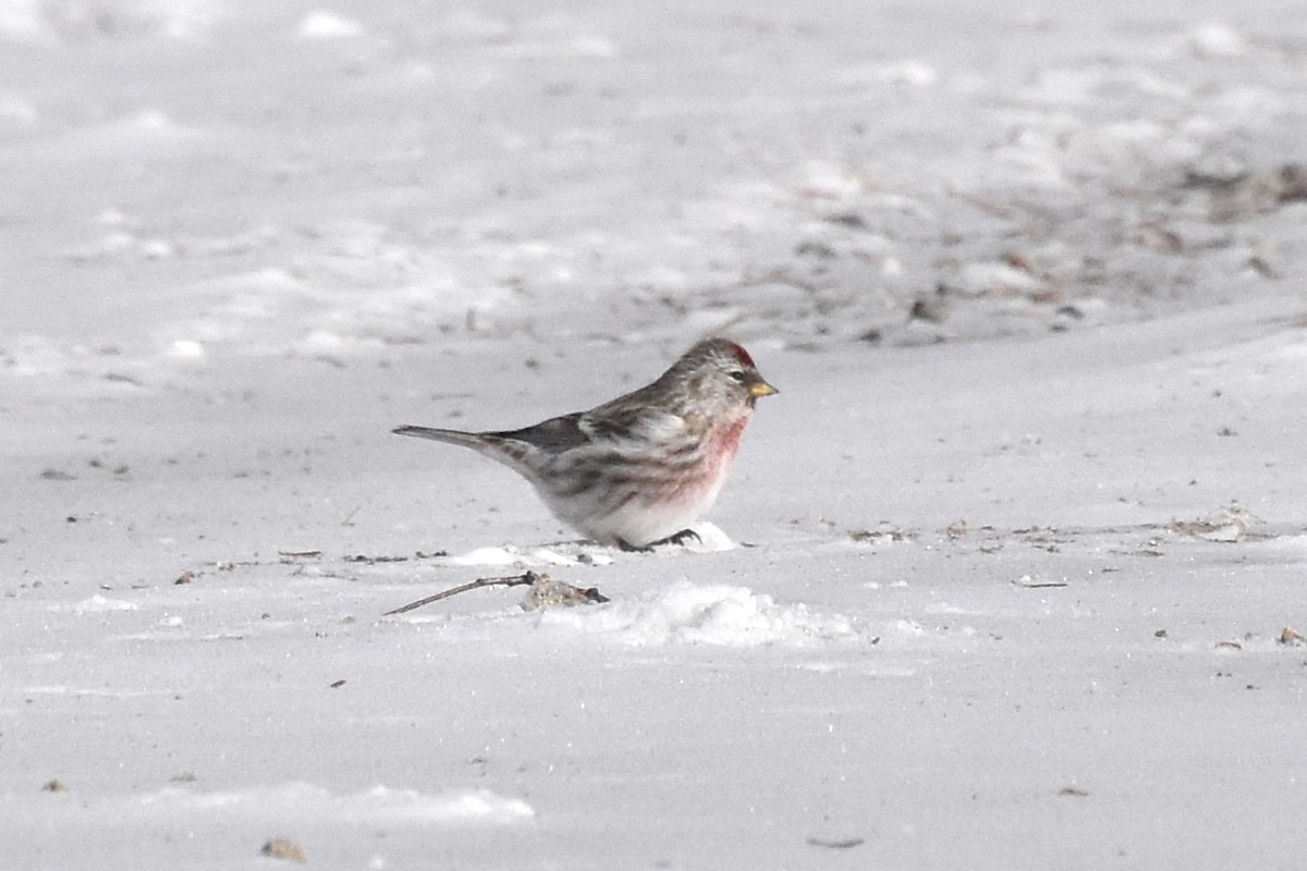 Redpoll (Common) - ML420785801