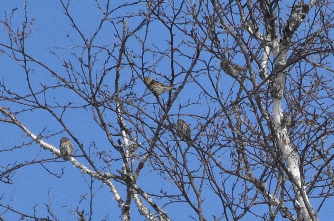 Pine Siskin - ML420785821