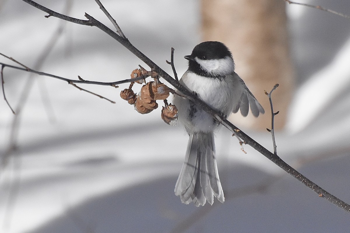 Black-capped Chickadee - ML420785851