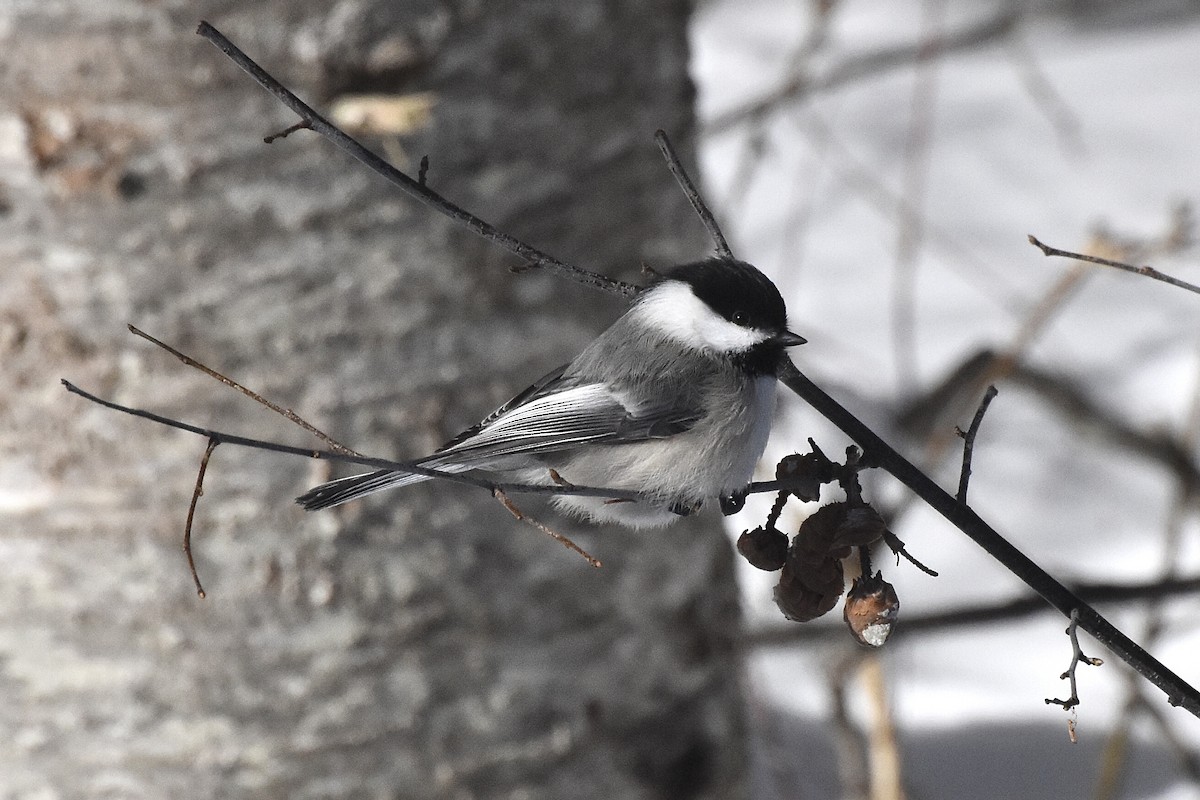 Black-capped Chickadee - ML420785871