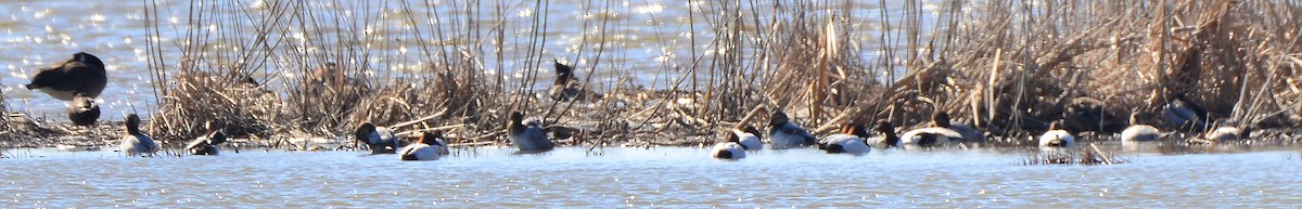 Canvasback - ML420785971