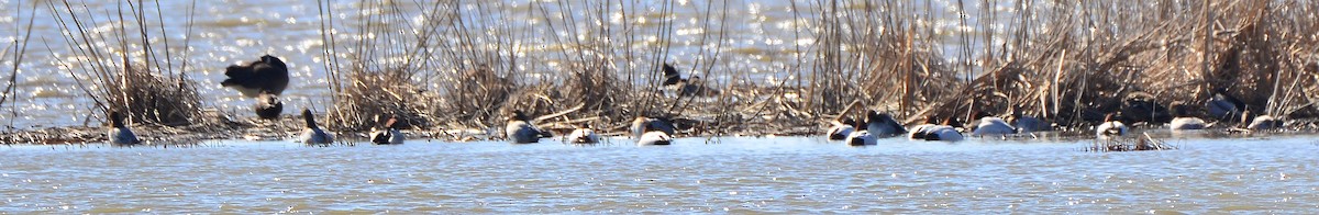 Canvasback - ML420785981