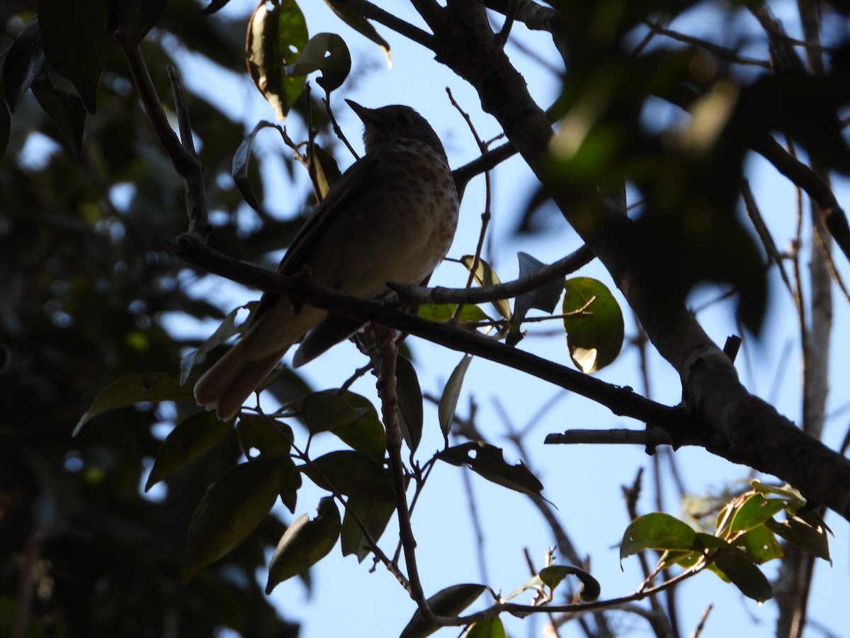 Swainson's Thrush - ML420786521