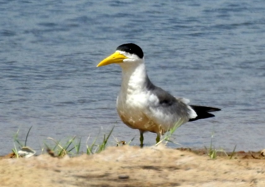 Large-billed Tern - ML420786641