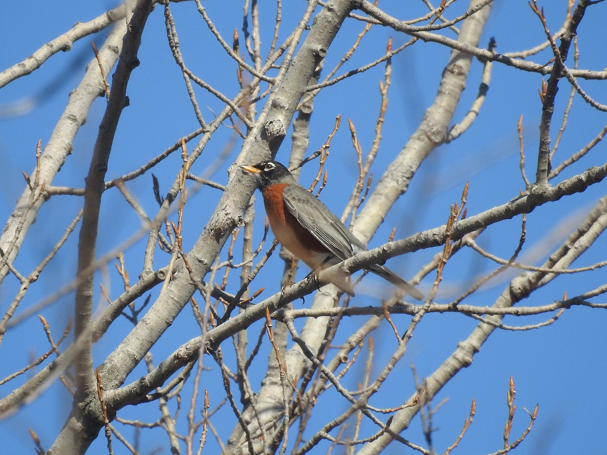American Robin - ML420786701