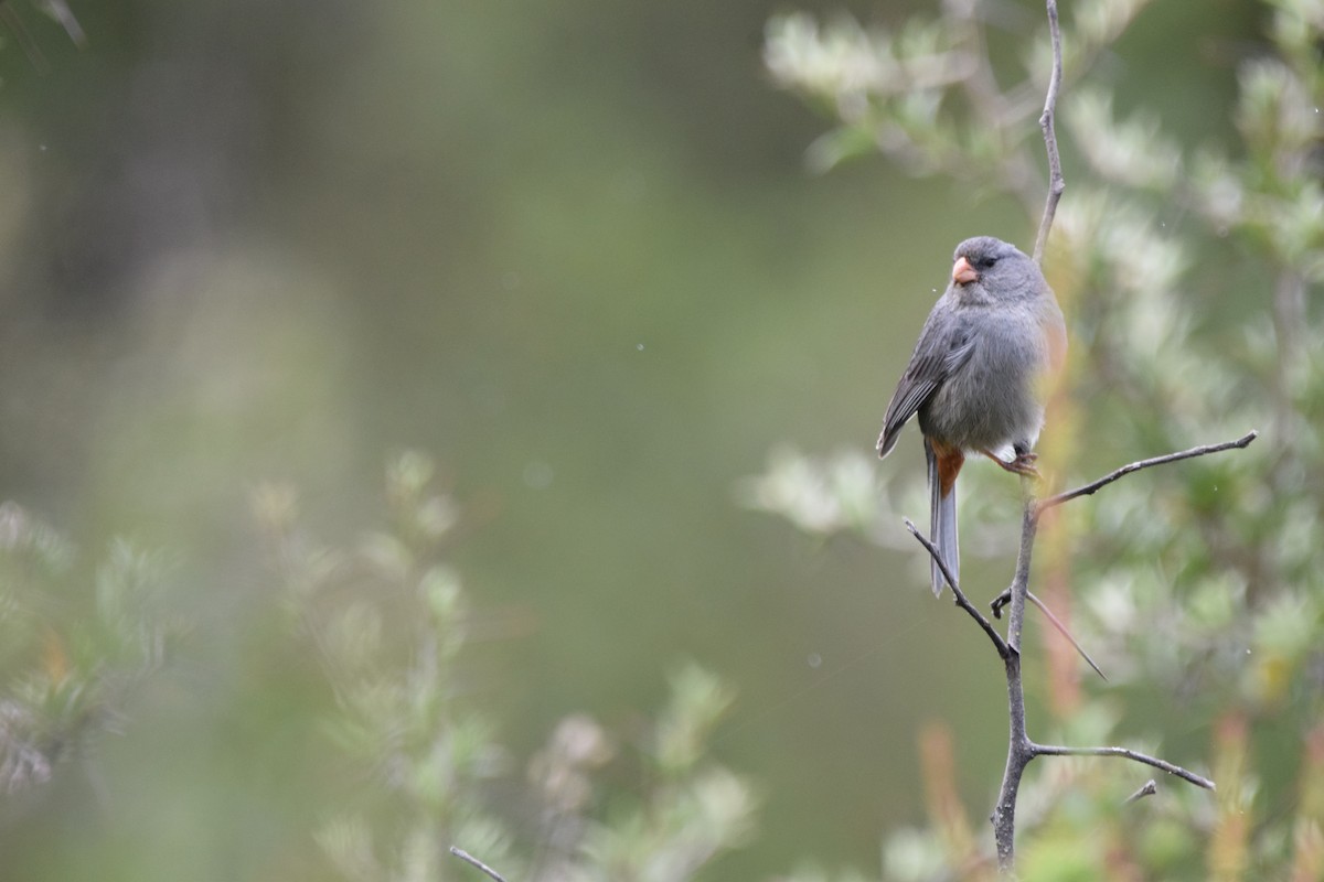 Plain-colored Seedeater - Paul Vandenbussche