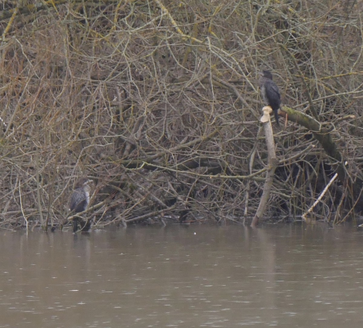 kormorán malý - ML420787341