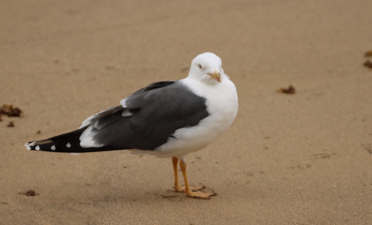 Lesser Black-backed Gull - ML420787581