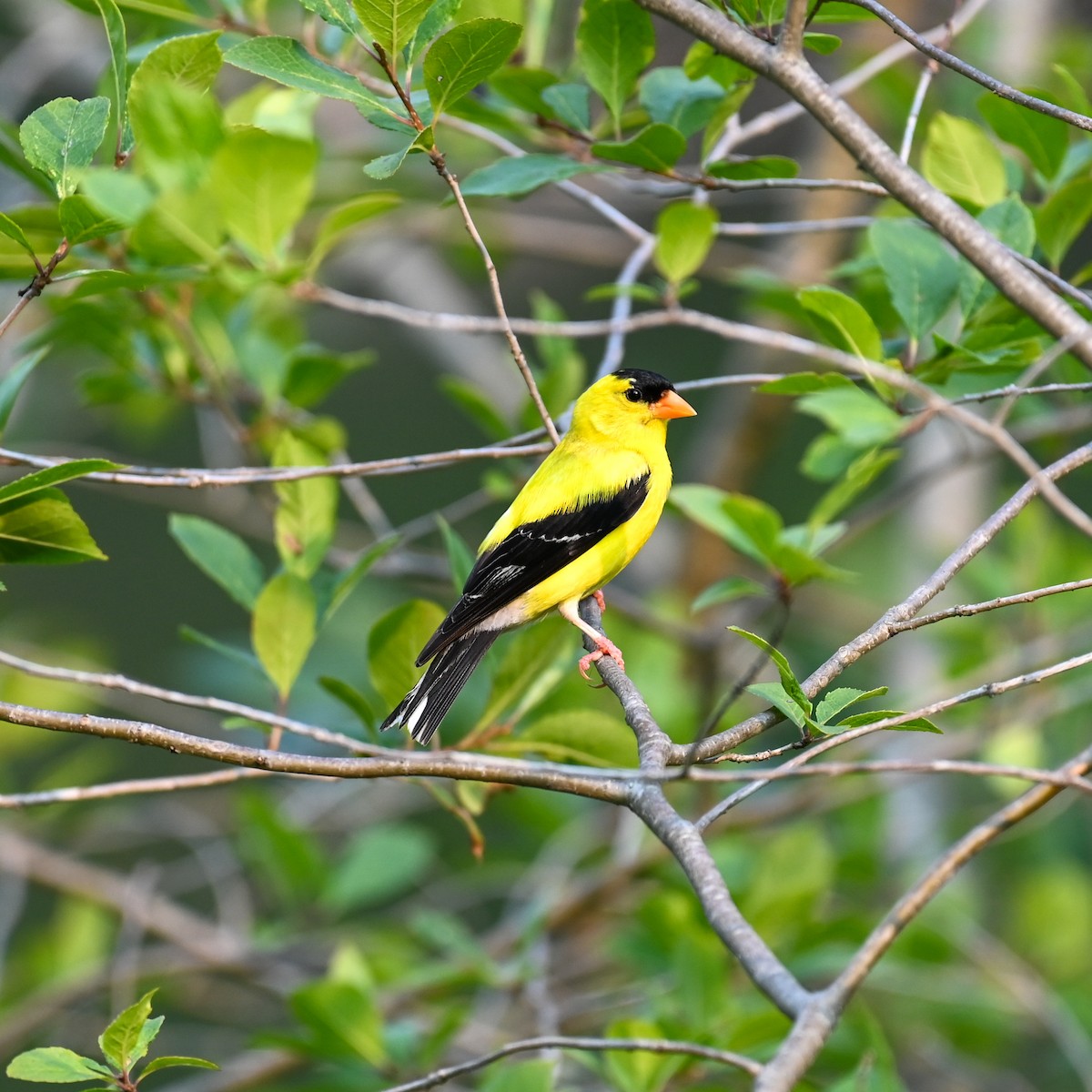 American Goldfinch - ML420787721