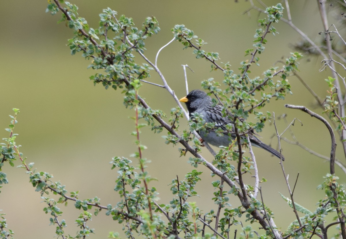 Mourning Sierra Finch - Paul Vandenbussche