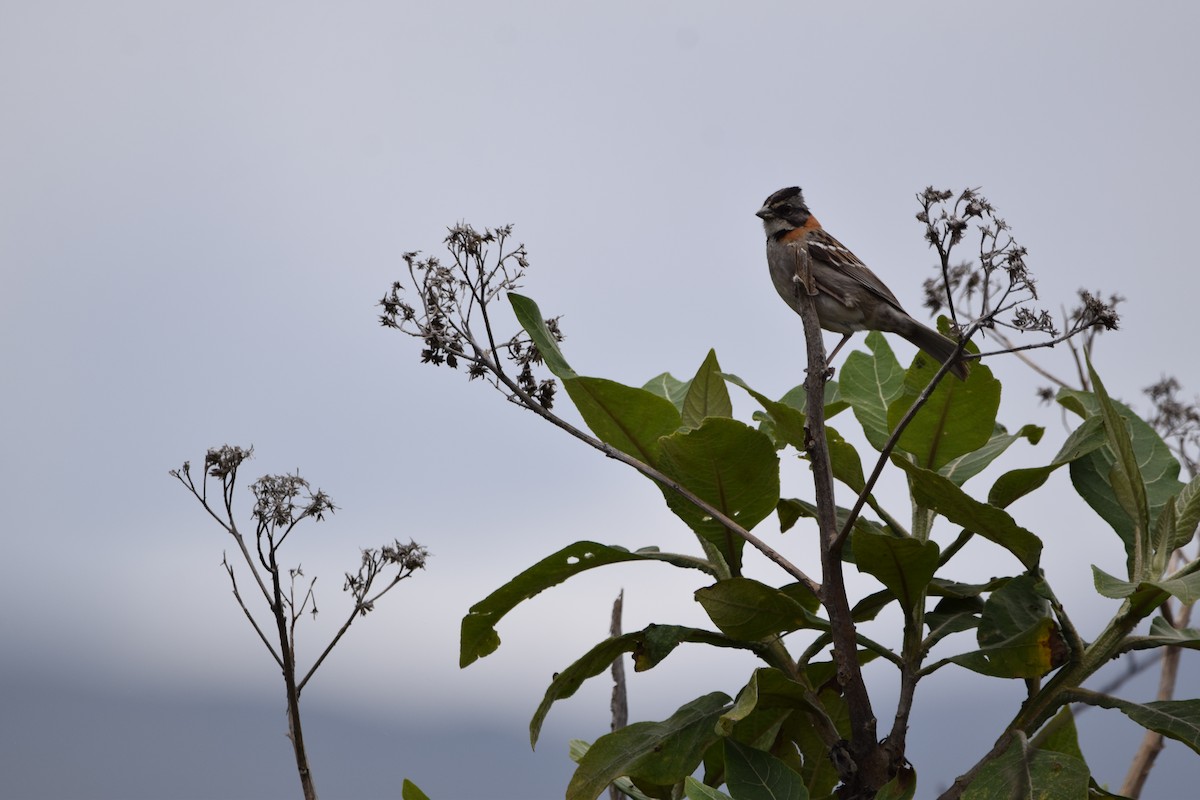 Rufous-collared Sparrow - Paul Vandenbussche