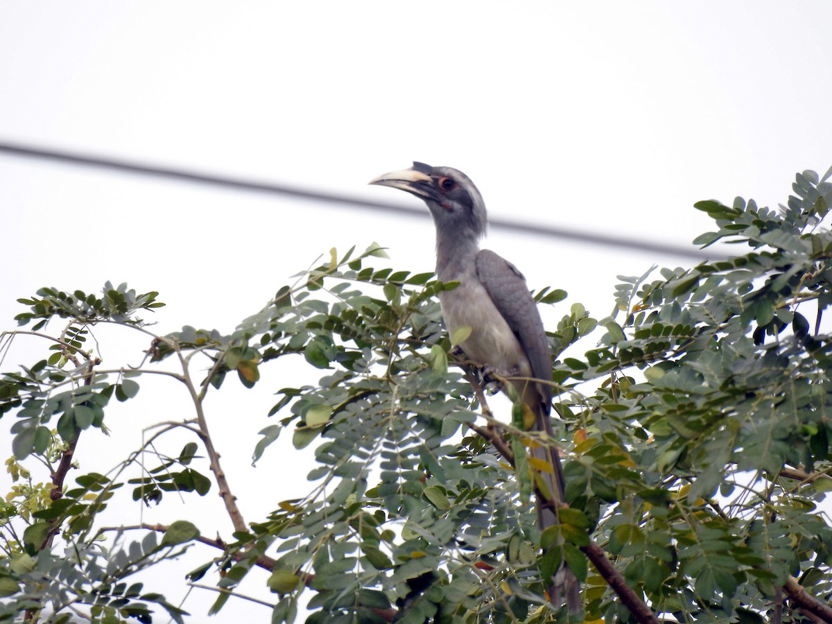 Indian Gray Hornbill - ML420789151