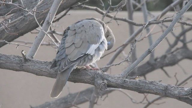 White-winged Dove - ML420789161