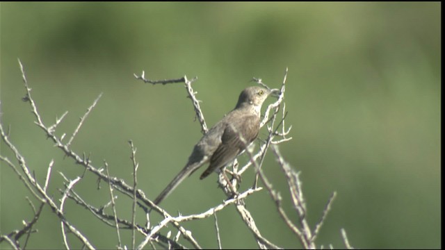 Sage Thrasher - ML420790