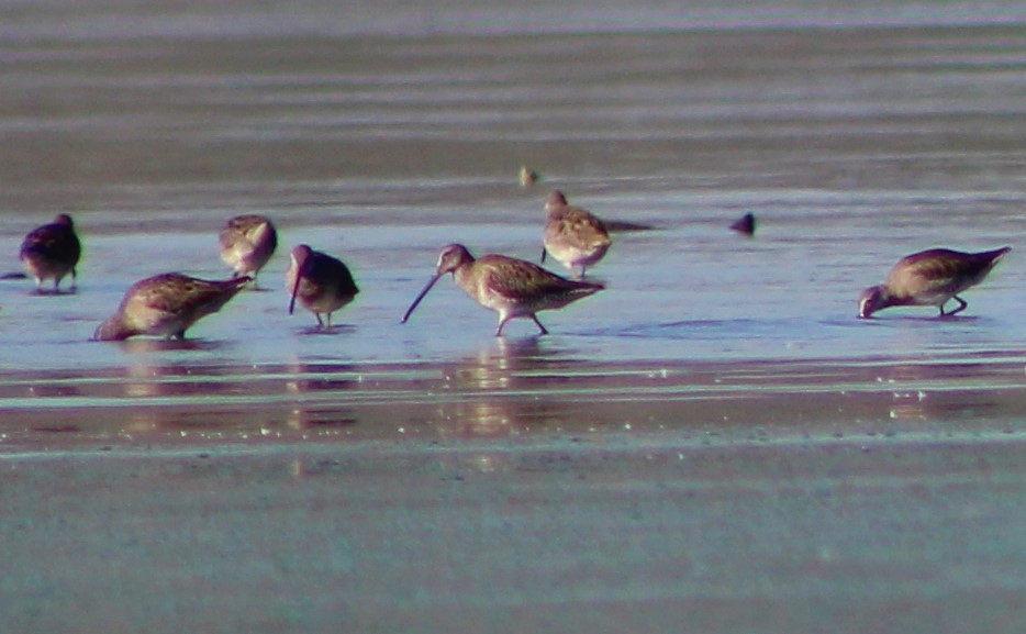 Long-billed Dowitcher - ML420790141