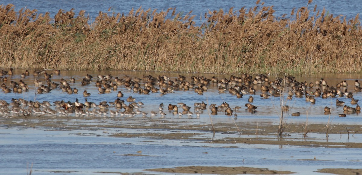 Green-winged Teal - ML42079221