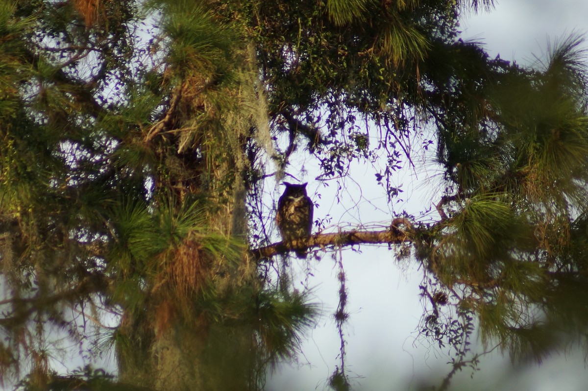 Great Horned Owl - ML42079431