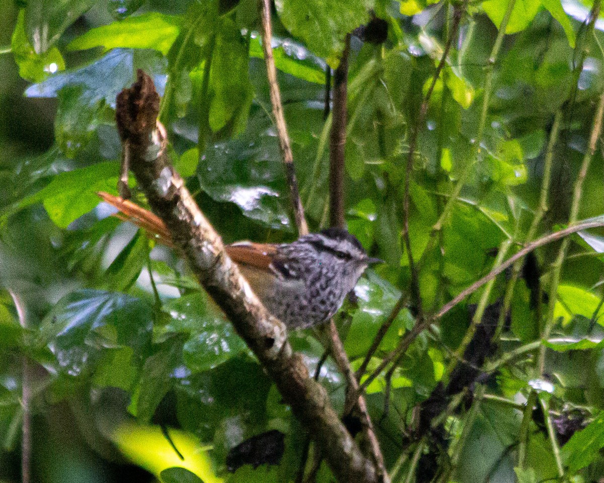 Rufous-tailed Antbird - ML420795781