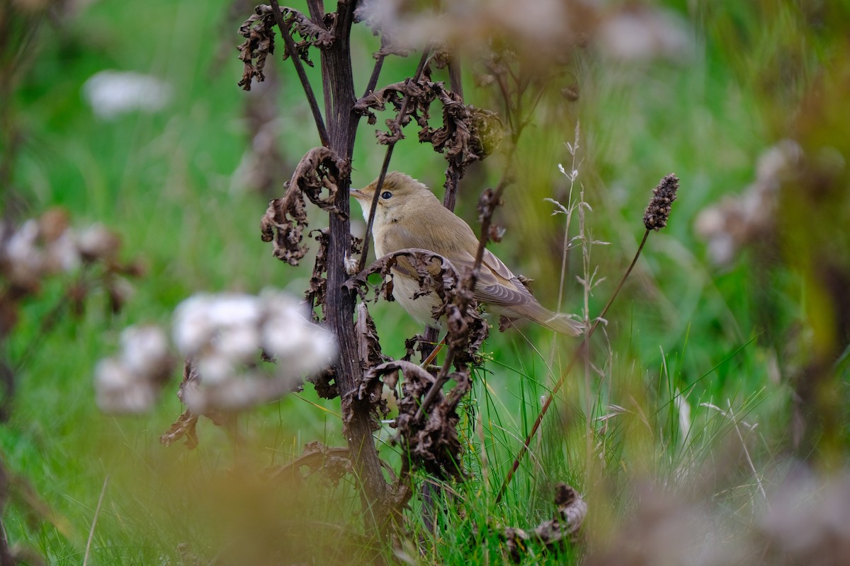 Marsh Warbler - ML420795861