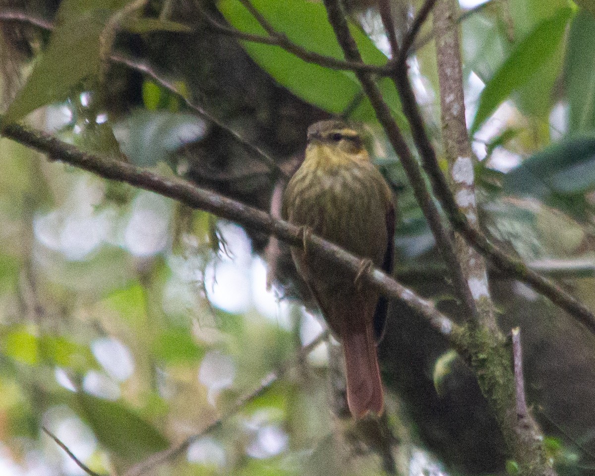 Sharp-billed Treehunter - ML420796031