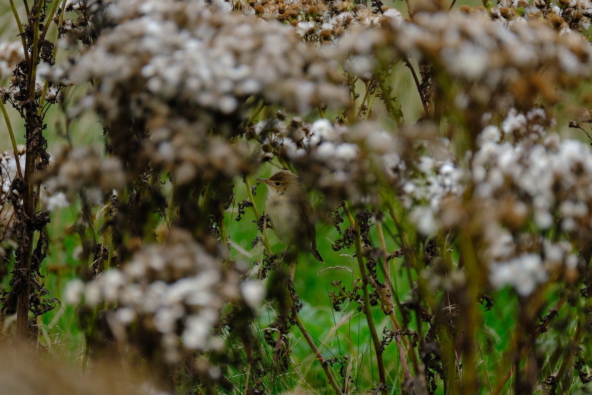 Marsh Warbler - ML420796931