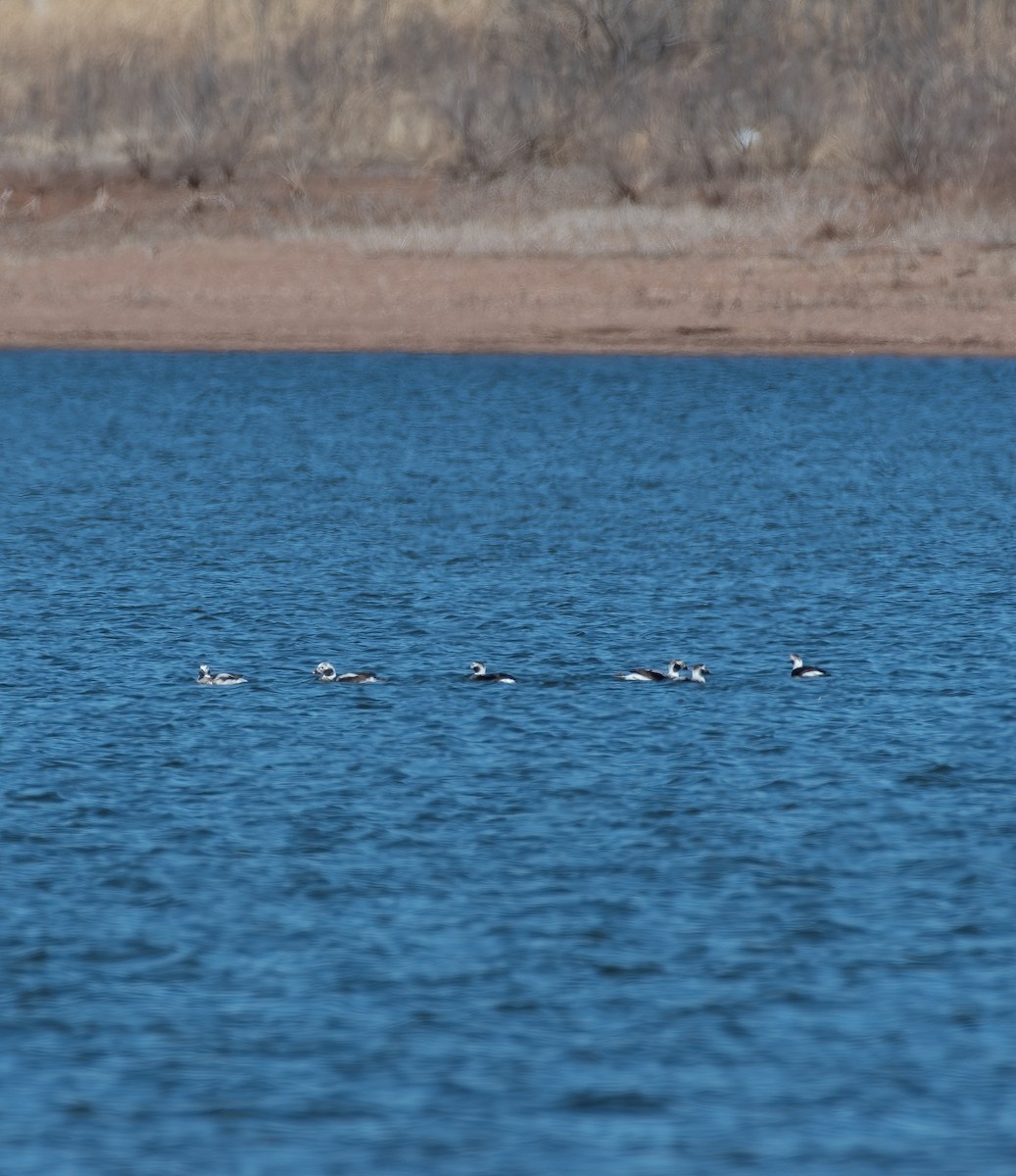 Long-tailed Duck - ML420798221