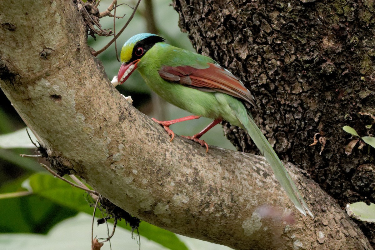 Common Green-Magpie - Able Lawrence