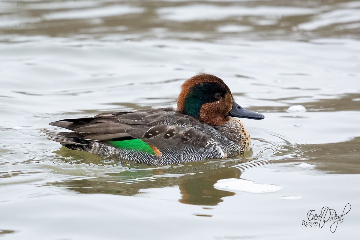 Green-winged Teal (American) - ML420798811