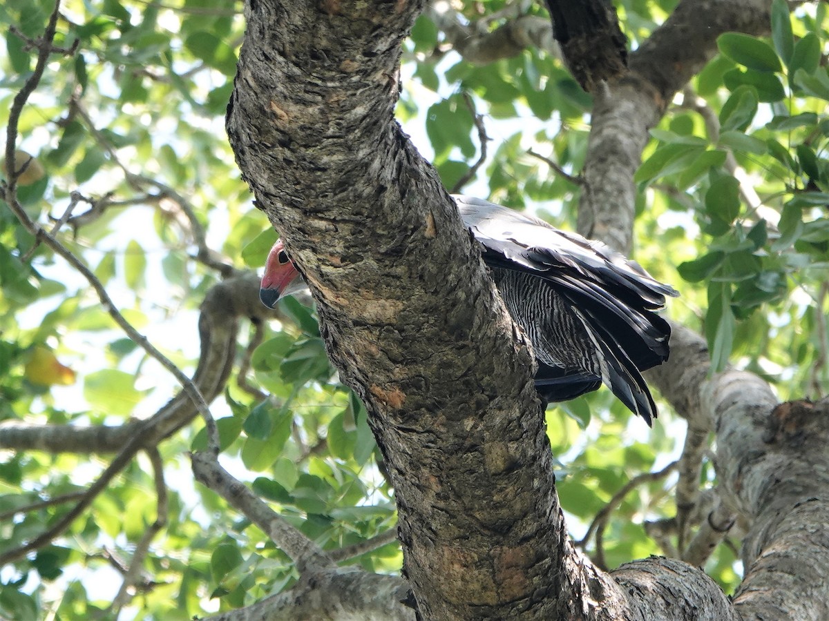 African Harrier-Hawk - ML420799521