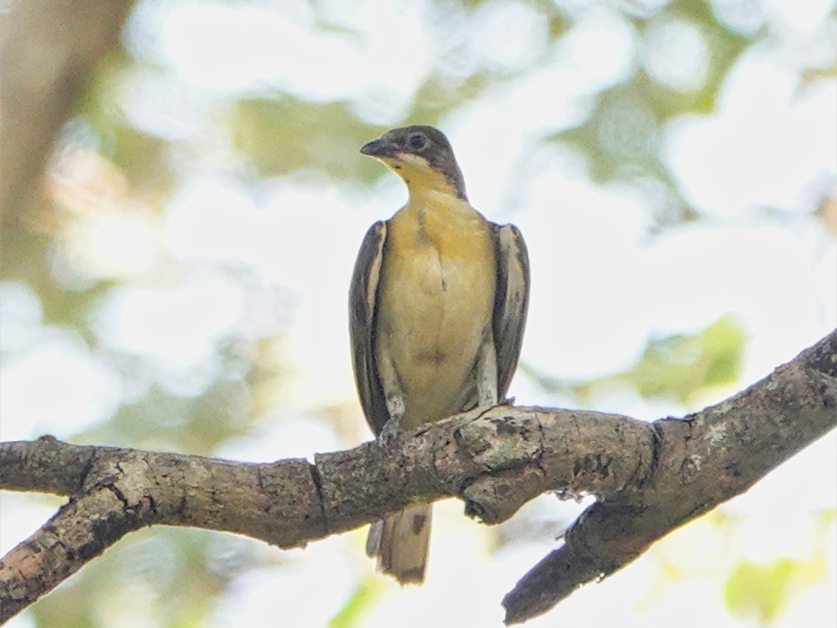 Greater Honeyguide - ML420799601