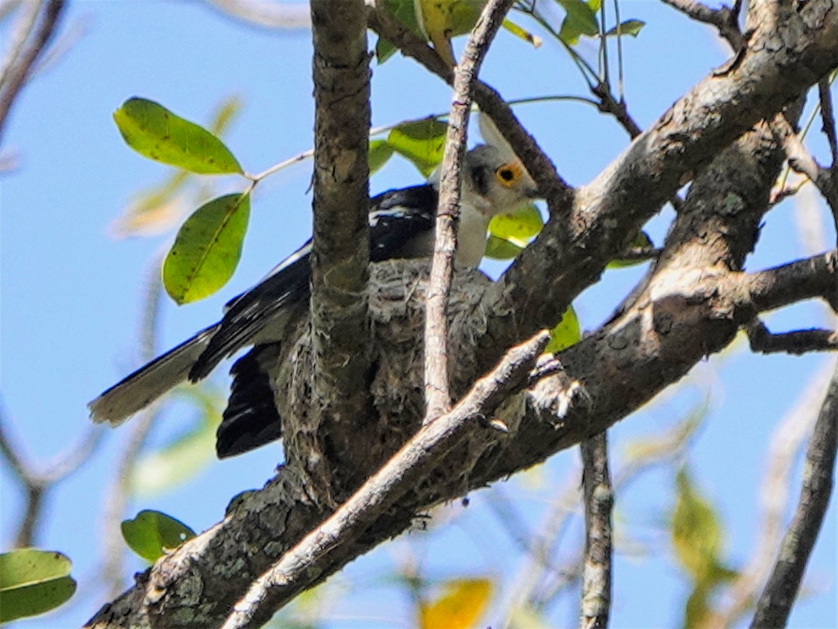 White Helmetshrike (Long-crested) - ML420799681