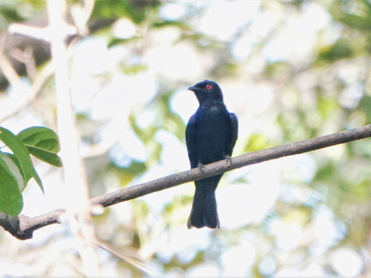 Sharpe's Drongo (Western) - ML420799801