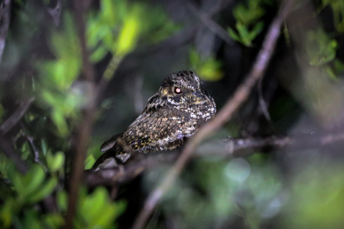 Puerto Rican Nightjar - Sean Carroll