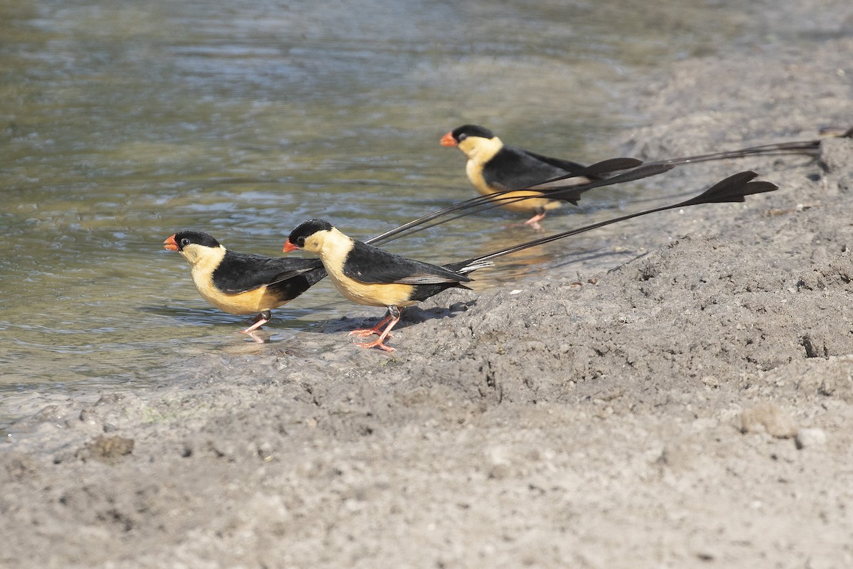 Shaft-tailed Whydah - adrian binns