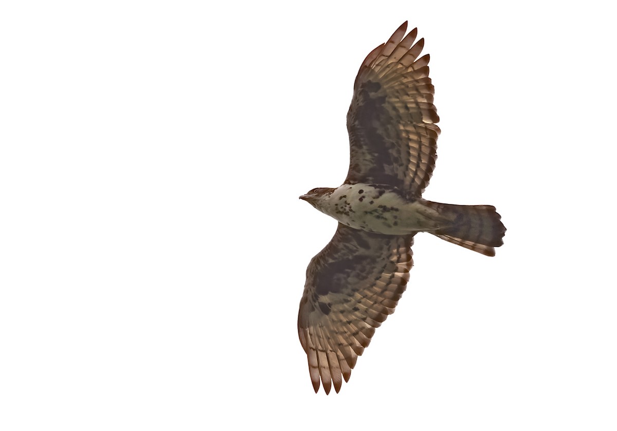 Cassin's Hawk-Eagle - ML420803911