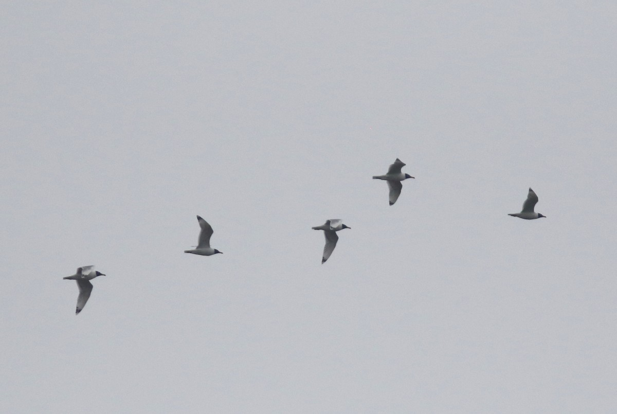 Pallas's Gull - ML420804381