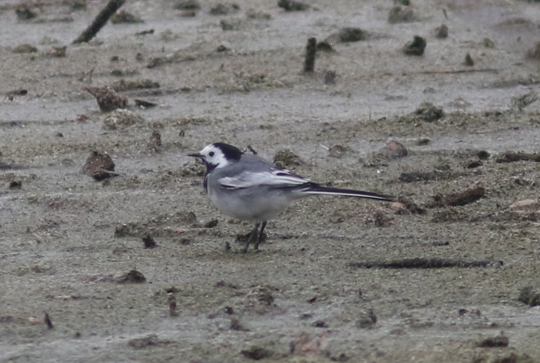 White Wagtail - Peter Alfrey