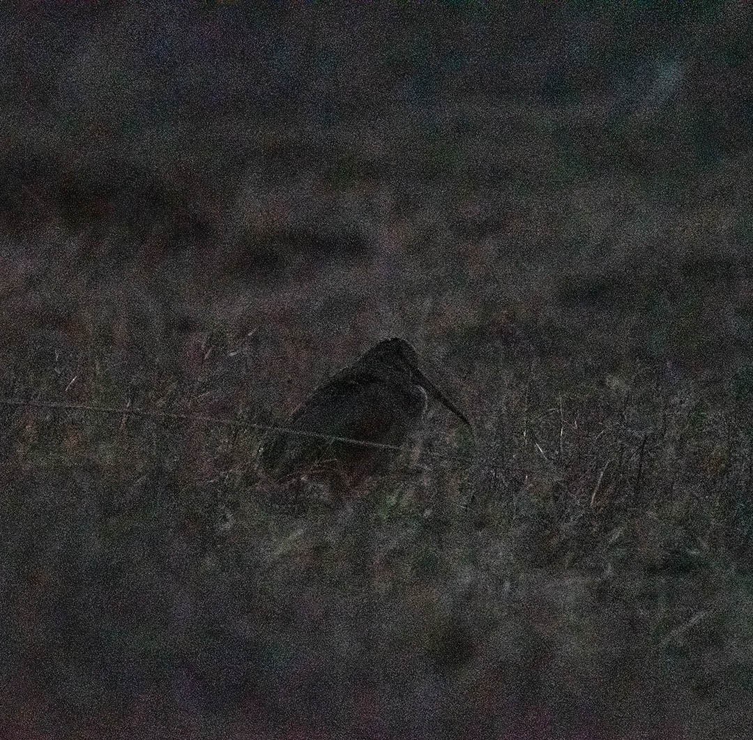 American Woodcock - ML420806721