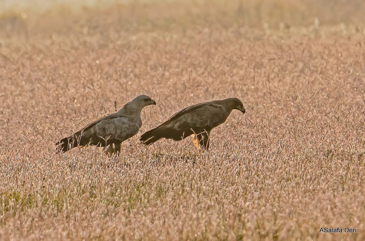 Tawny Eagle - ML420806871