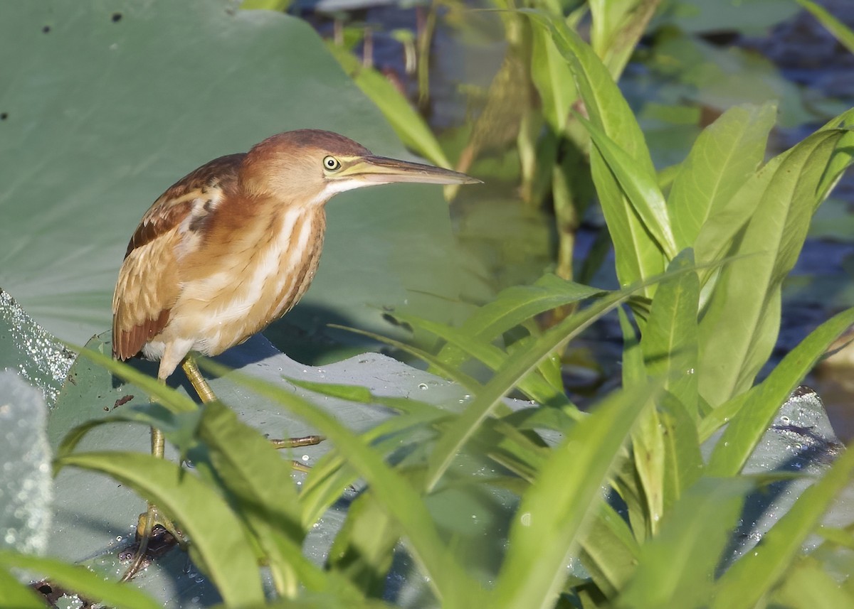 Least Bittern - ML420807471