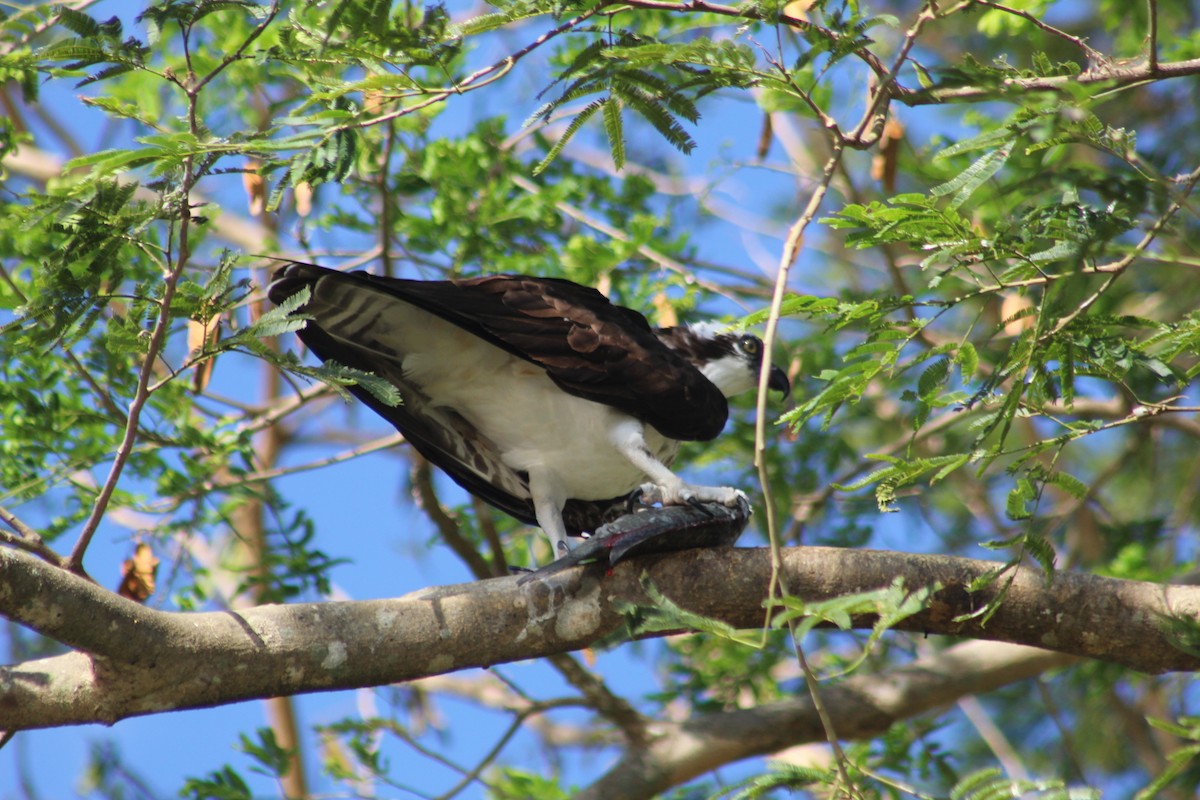 Osprey - ML420808031