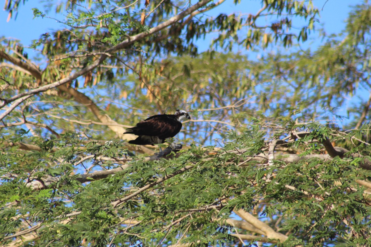 Osprey - ML420808081