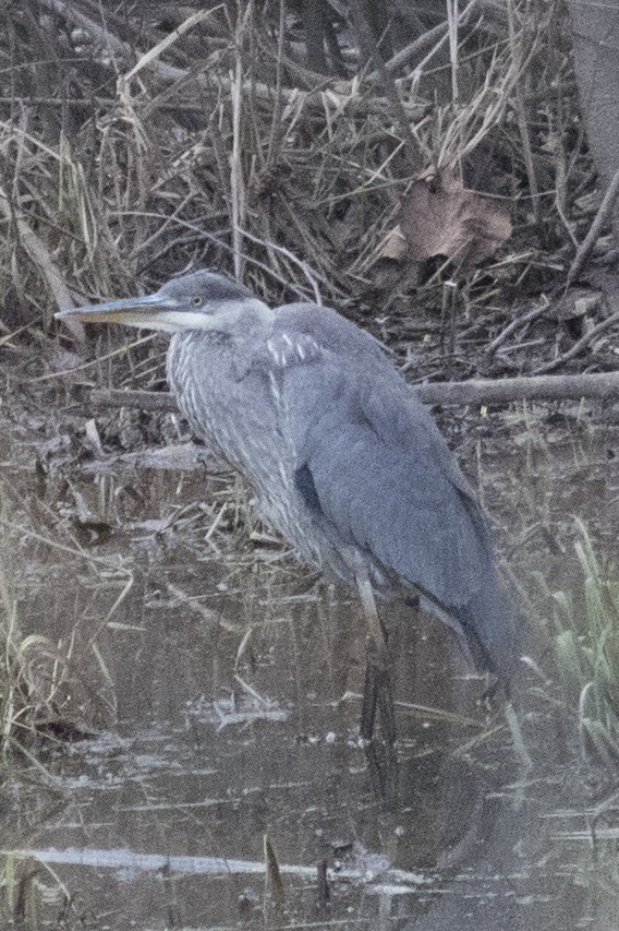 Great Blue Heron - ML42080941