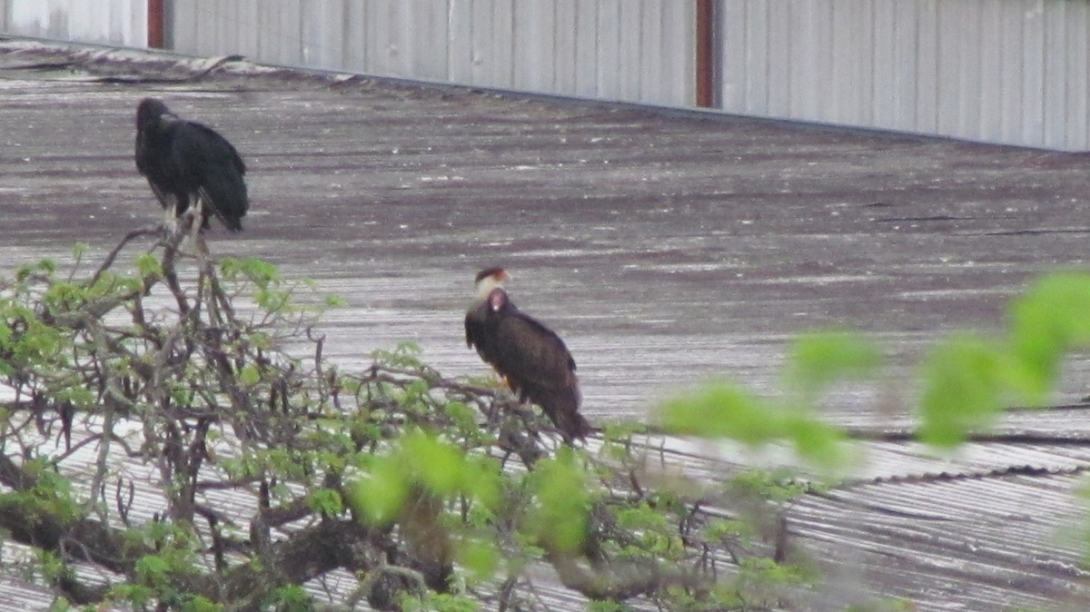 Turkey Vulture - Luis Mieres Bastidas