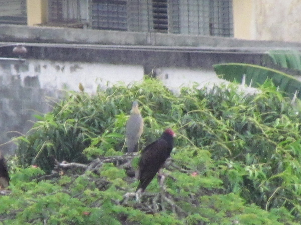 Turkey Vulture - Luis Mieres Bastidas