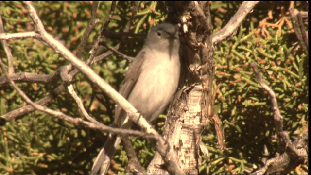 Blue-gray Gnatcatcher (obscura Group) - ML420812