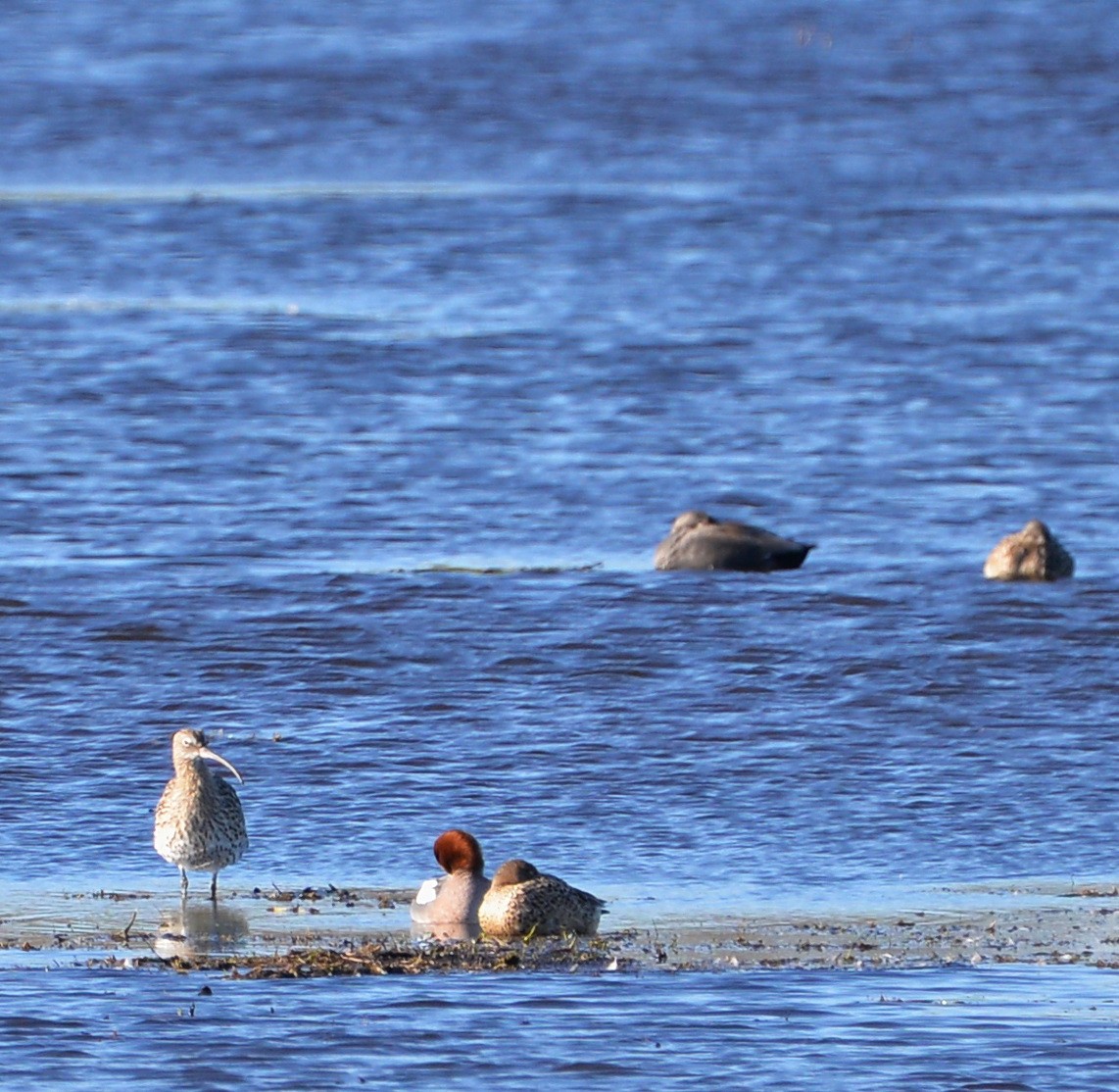 Морин тутгалжин - ML420814681
